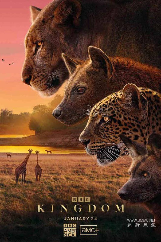 【BBC 纪录片】动物王国 Kingdom (2025)[大卫 · 爱登堡] 4KHQ 高码率 2160P 国英双语Size: 33GB　　在位于赞比亚腹地的南卢安瓜国家公园，花豹、鬣狗、杂色狼和狮子共同生活在卢安瓜河畔一片名为恩塞富的葱郁之地，这里生机勃勃，是养育后代的理想家园，花豹母亲奥林巴在恩塞富中心地带养育幼崽，杂色狼雌性首领斯托姆率领族群突然闯入Link: 📥 点击下方按钮获取资源标签: #BBC #纪录片 #动物王国 #大卫爱登堡 #4K #电影投稿人: 匿名频道: @Oscar_4Kmovies群组: @Oscarono