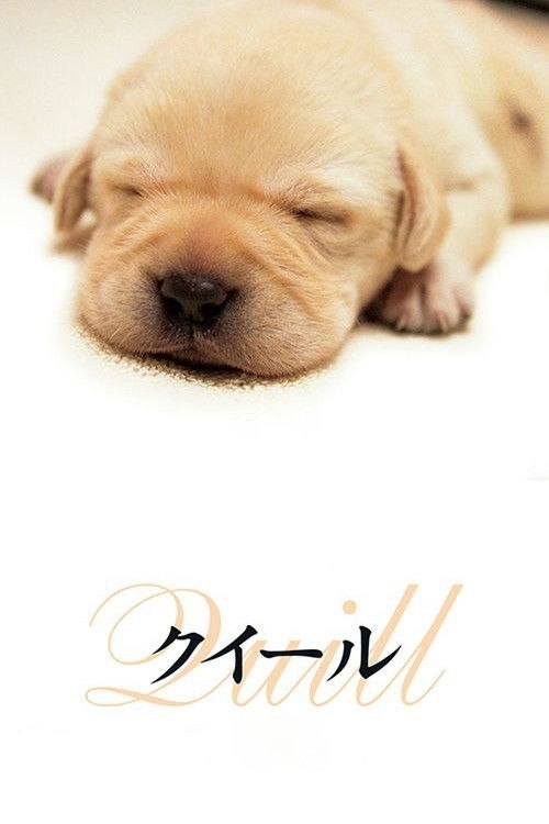🎬 已更新：导盲犬小Q(2004)【WEB-DL.1080p】【内嵌繁中】【剧情/治愈】📌 资源信息• 体积：6.8GB• 标签：#导盲犬小Q #治愈 #1080p📚 内容简介豆瓣8.5高分一只可爱的拉布拉多犬被选去接受导盲犬的培训