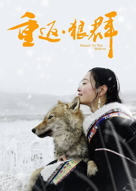 🎬 已更新：重返 · 狼群（2017）4K HQ 高码率 内嵌简英🗂 信息✦ 体积：12.5G✦ 标签：#重返狼群 #纪录片 #电影📝 内容简介 一部来自由亲历者自拍的影片